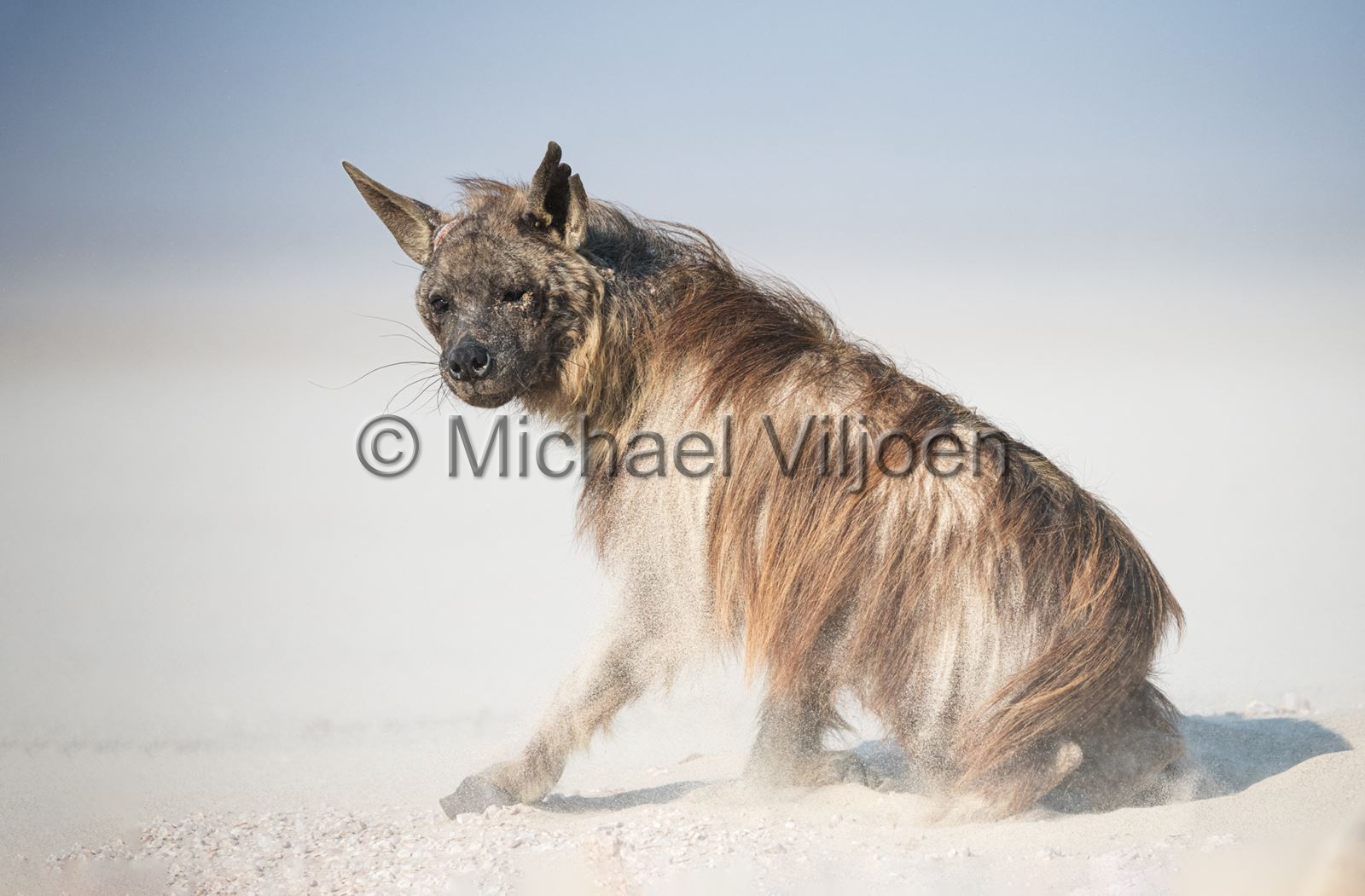 Mammals Photography